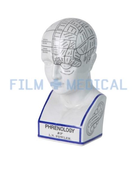 Phrenology Head